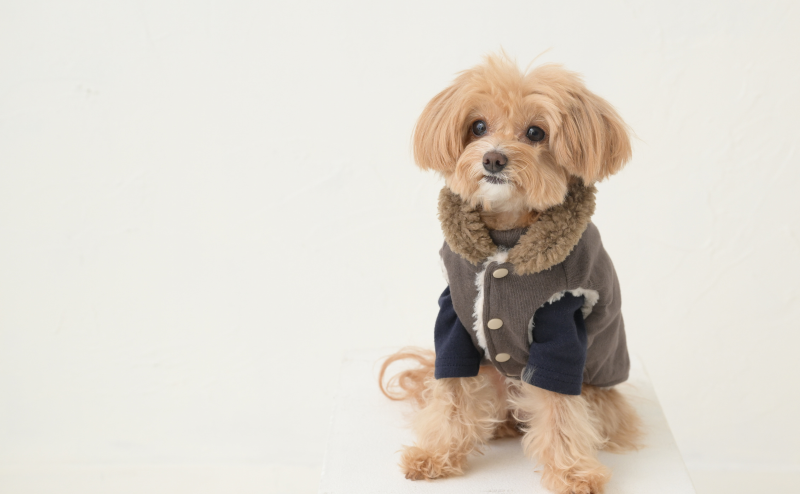 【サイズ選びの参考に】[LinkCollection] COTIRAモデルズ着用サイズ一覧